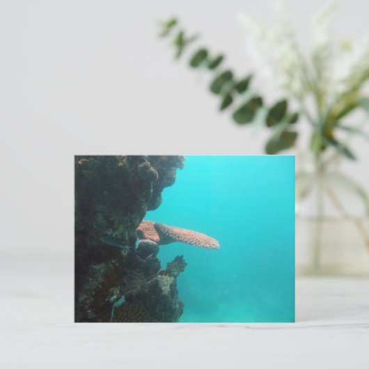珊瑚の棚 ポストカード (スタンド正面)