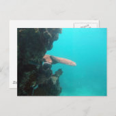 珊瑚の棚 ポストカード (正面/裏面)