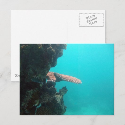 珊瑚の棚 ポストカード (正面/裏面)