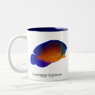 珊瑚の美しいのAngelfish - Centropygeのbispinosusのマグ ツートーンマグカップ
