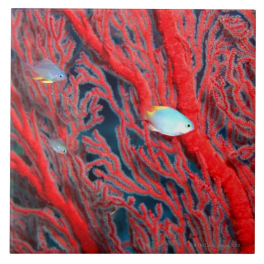 珊瑚の魚の水泳 タイル (正面)