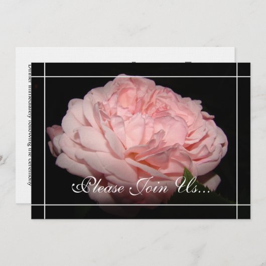 珊瑚は招待状II結婚式誓約の更新の上がりました 招待状 (正面/裏面)