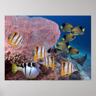 珊瑚礁での生活 – ピンクファンサンゴと魚 ポスター