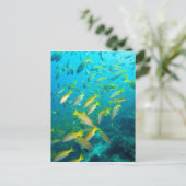 珊瑚礁に浮かぶイワナ ポストカード (スタンド正面)