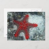珊瑚礁のヒトデイバラの冠 ポストカード (正面/裏面)