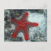 珊瑚礁のヒトデイバラの冠 ポストカード (正面)