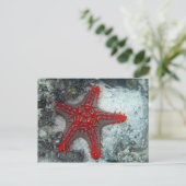 珊瑚礁のヒトデイバラの冠 ポストカード (スタンド正面)