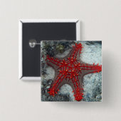 珊瑚礁のヒトデイバラの冠 缶バッジ (正面&裏面)