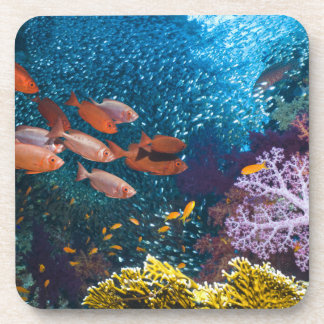 珊瑚礁の景色|のBigeyeかギョロ目目 コースター