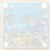 珊瑚礁の熱帯魚の写真 ガラスコースター (裏面)