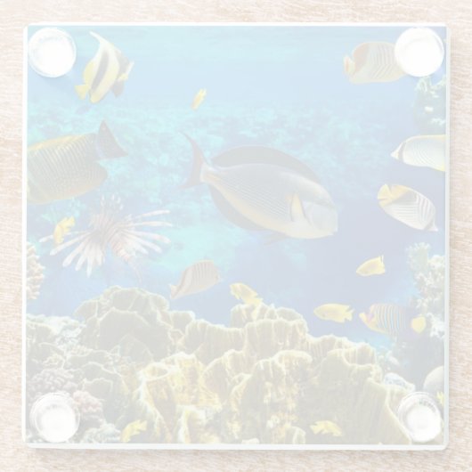 珊瑚礁の熱帯魚の写真 ガラスコースター (裏面)