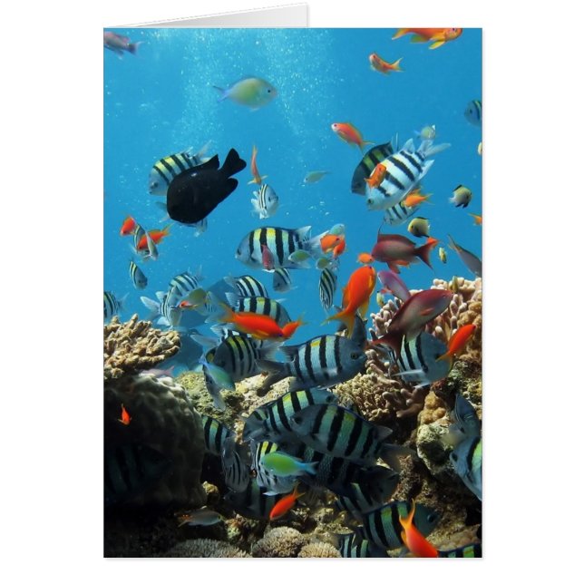 珊瑚礁の魚Naturescape (正面)