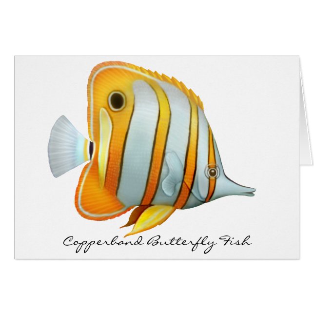 珊瑚礁のCopperbandの蝶魚カード (正面横)