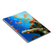 珊瑚礁のLyretailのanthias ノートブック (右側)