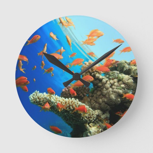 珊瑚礁のLyretailのanthias ラウンド壁時計 (正面)