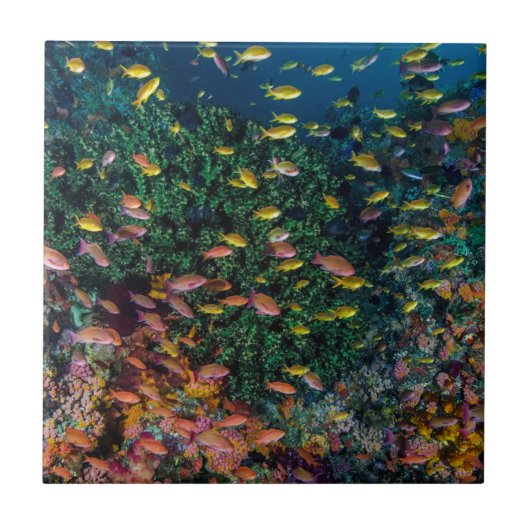 珊瑚礁を泳ぐ魚の群れ タイル (正面)