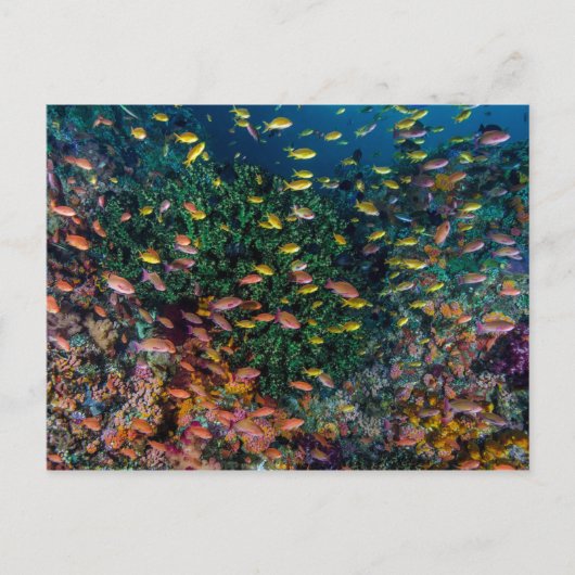 珊瑚礁を泳ぐ魚の群れ ポストカード (正面)