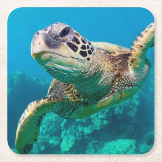 珊瑚礁|Hawaiiに泳いでいる緑のウミガメ スクエアペーパーコースター (正面)