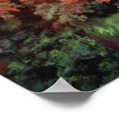 珊瑚魚 ポスター (角)