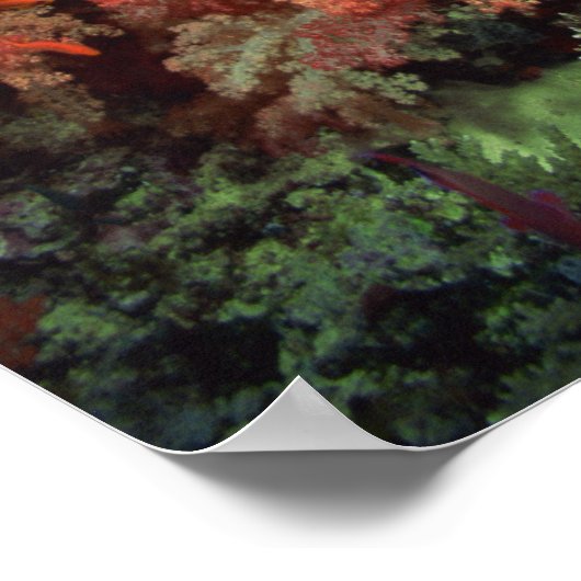 珊瑚魚 ポスター (角)