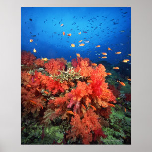 珊瑚魚 ポスター