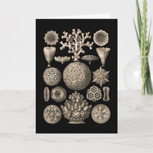 珊瑚 カード (正面)