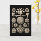 珊瑚 カード (黄色い花)