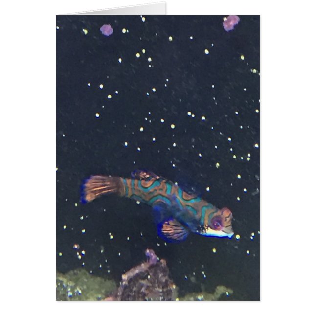 珍しいエキゾチック魚カード (正面)