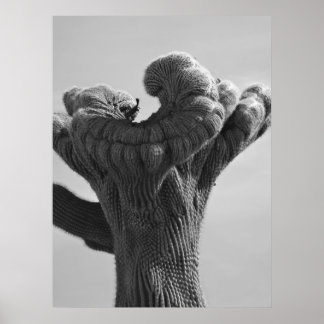 珍しいサグアーロサボテン ポスター