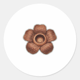珍しいラフレシアの花の芸術 - エキゾチックなインドネシアの植物 ラウンドシール