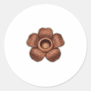 珍しいラフレシアの花の芸術 - エキゾチックなインドネシアの植物 ラウンドシール