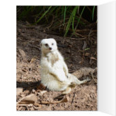 珍しい生意気なホワイトメルカート、誕生日カード (内側(左))