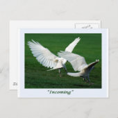 珍しい白いカラスの贈り物 ポストカード (正面/裏面)