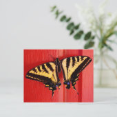 珍しい背景のアゲハ蝶 ポストカード (スタンド正面)