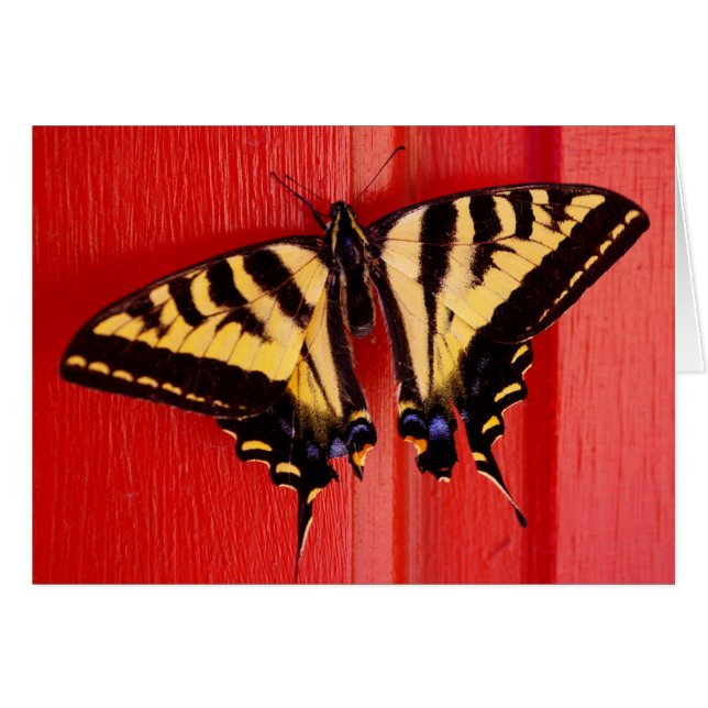 珍しい背景のswallowtaillの蝶 (正面横)