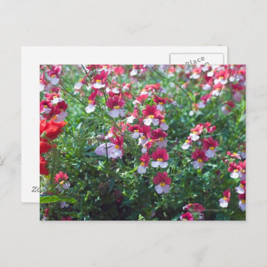 珍しい色で角付きスミレを入れて ポストカード (正面/裏面)