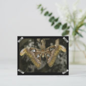 珍しい蛾のはがき ポストカード (スタンド正面)