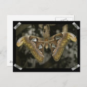 珍しい蛾のはがき ポストカード (正面/裏面)