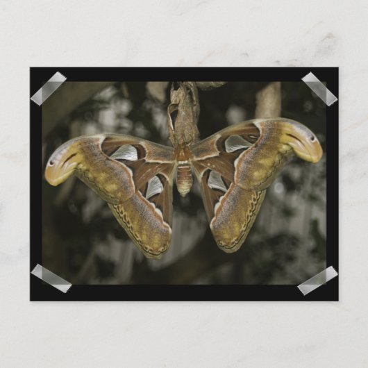 珍しい蛾のはがき ポストカード (正面)