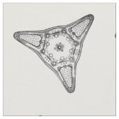 珪藻植物 ファブリック (クローズアップ)