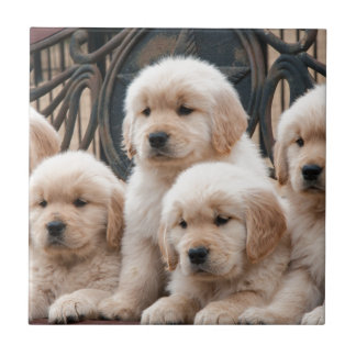 現れて下さい! 子犬 タイル