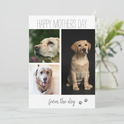 現代の3枚の写真の コラージュ|愛犬から シーズンカード (スタンド正面)