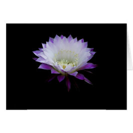 球の美女、夜咲くサボテン