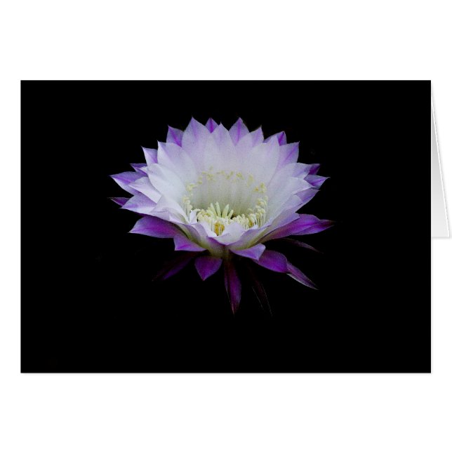 球の美女、夜咲くサボテン (正面横)