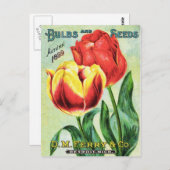 球根と種子の赤と黄色のチューリップ ポストカード (正面/裏面)