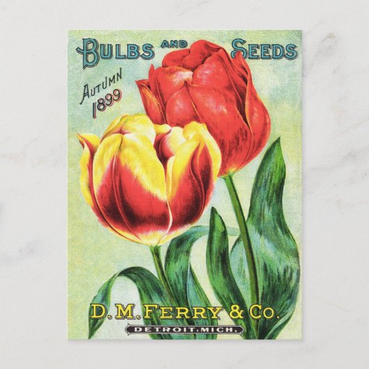 球根と種子の赤と黄色のチューリップ ポストカード (正面)