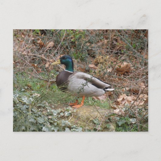 理事の公園のマガモ ポストカード (正面)