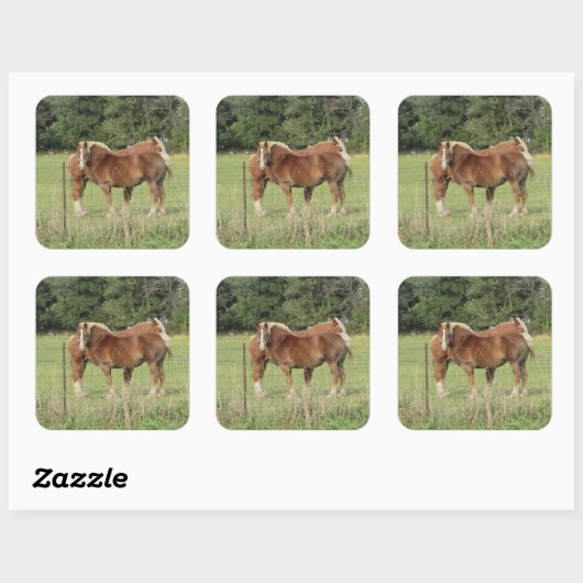 琥珀かわいらしの馬2頭かわいいシール スクエアシール (シート)