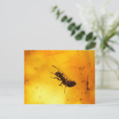 琥珀の中のアリ ポストカード (スタンド正面)