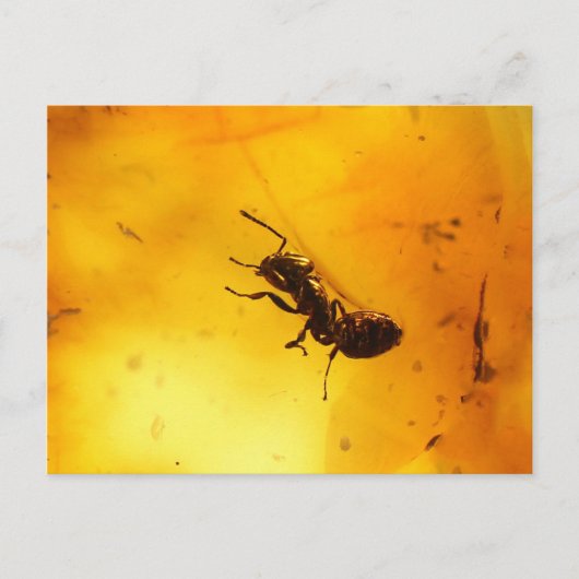 琥珀の中のアリ ポストカード (正面)